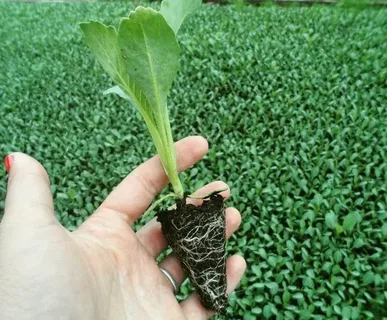 تصویر 1 از نشا گوجه فرنگی گوشتی مناسب بازار پسند